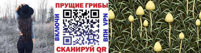 Псилоцибиновые грибы ЛСД  Гороховец 